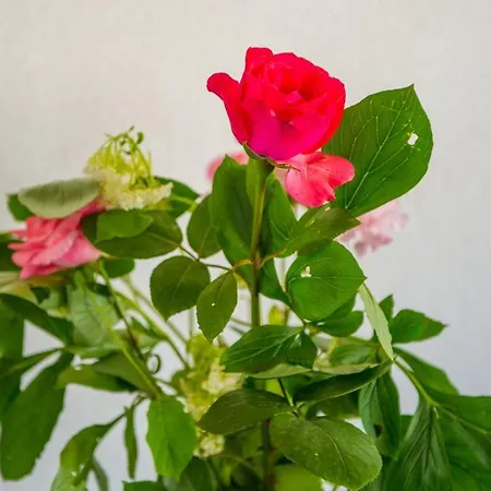 Delight